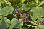 Maroon Carolina milkvine